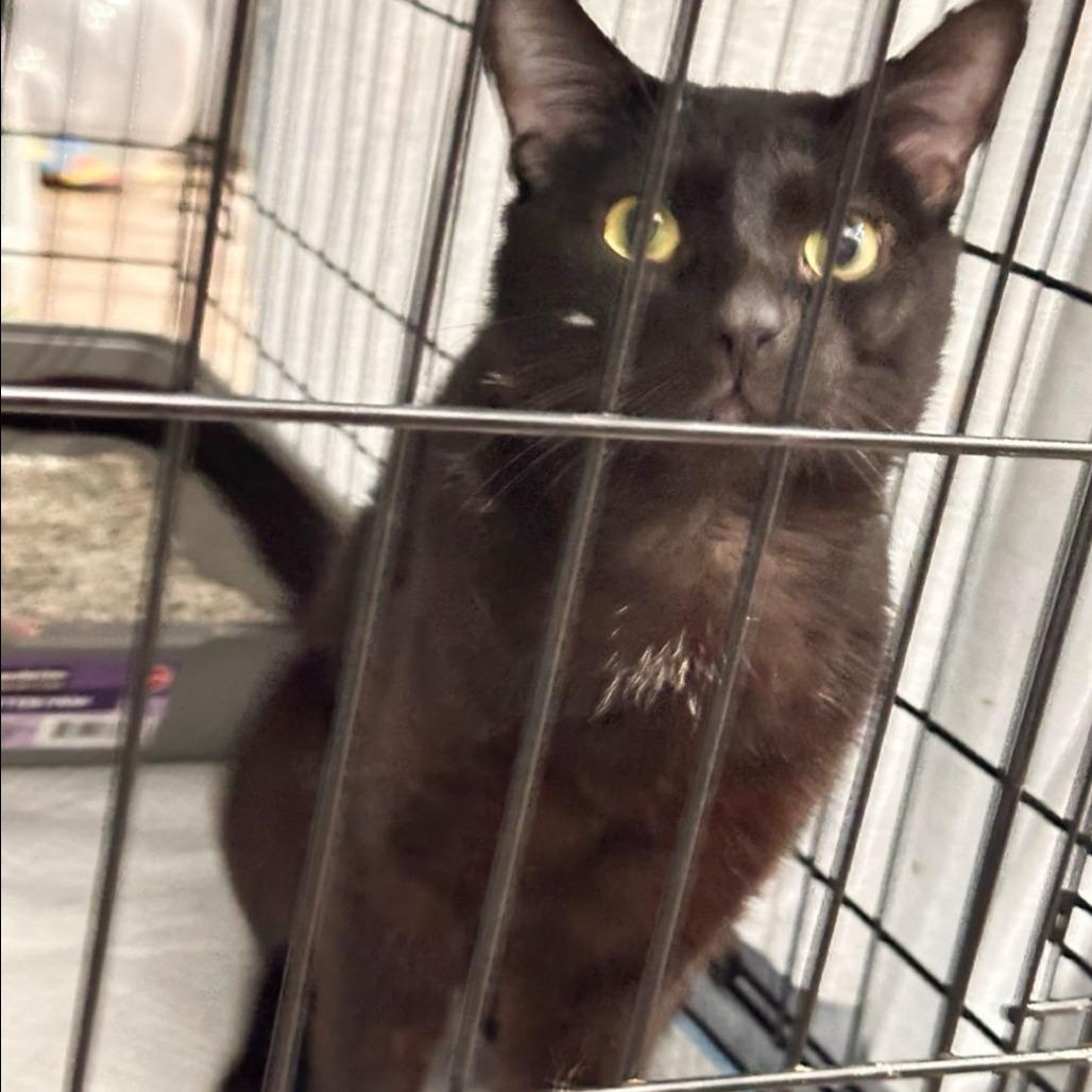 Prada, Adoptable, Adult Male Domestic Short Hair.