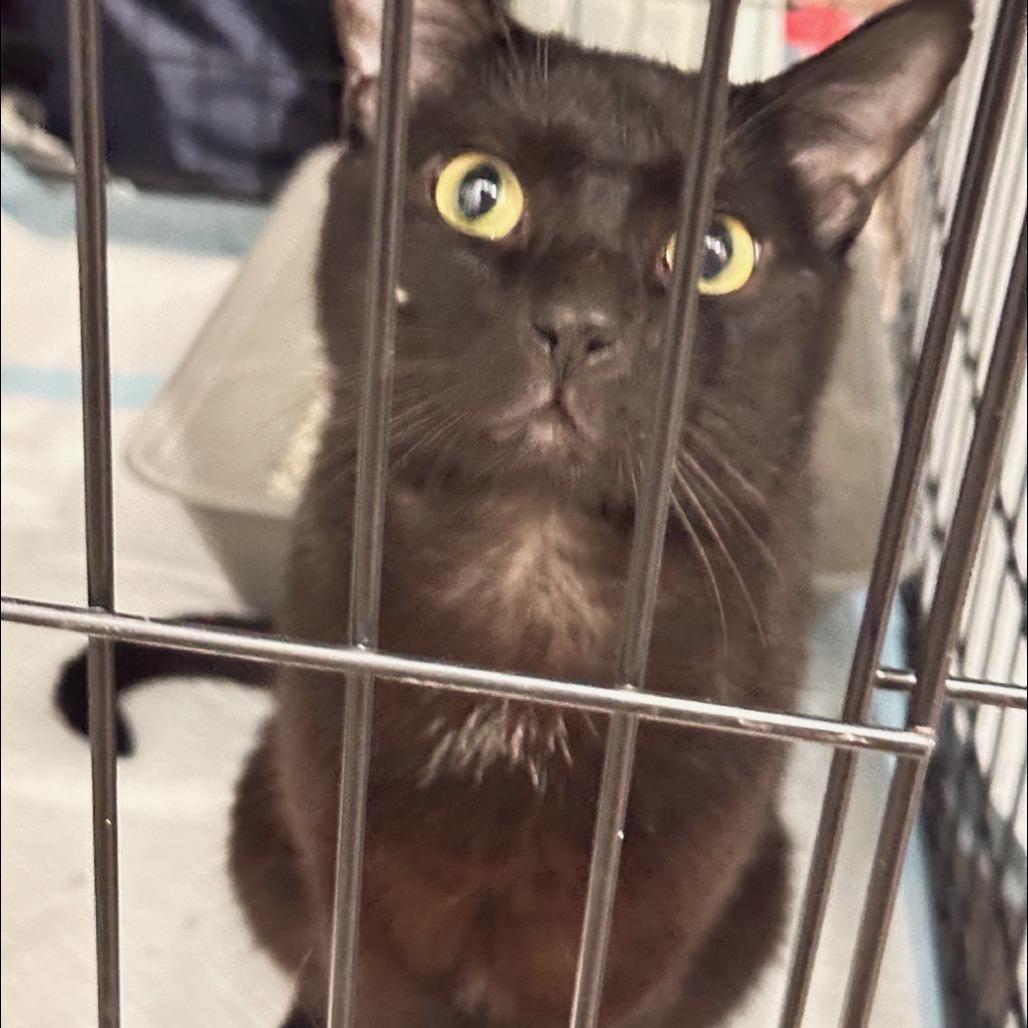 Enlarge Prada, a Adoptable Domestic Short Hair in Brooklyn, NY image 2/3