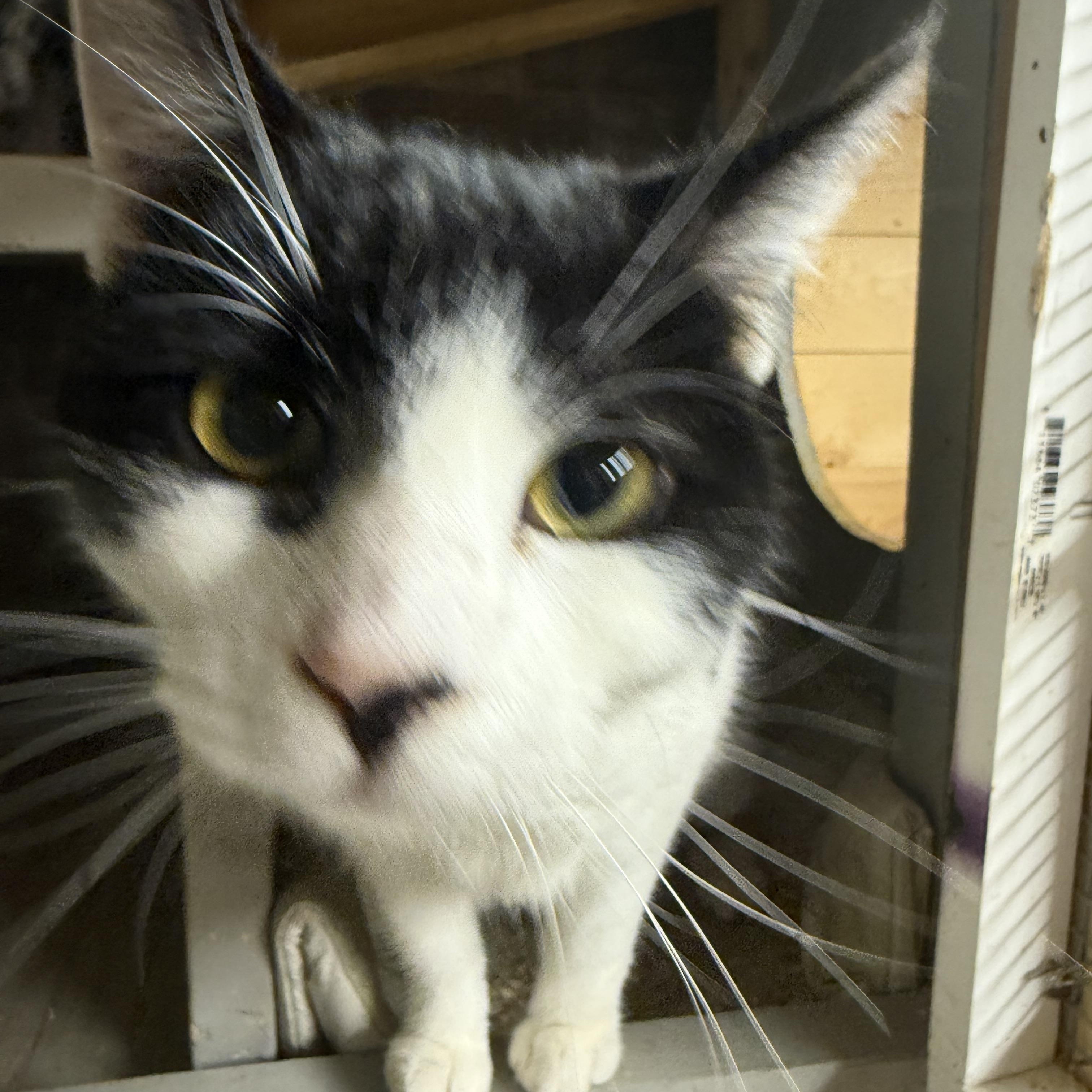 Enlarge Guinea , a ADOPTABLE Domestic Short Hair in Dunnigan, CA image 2/2