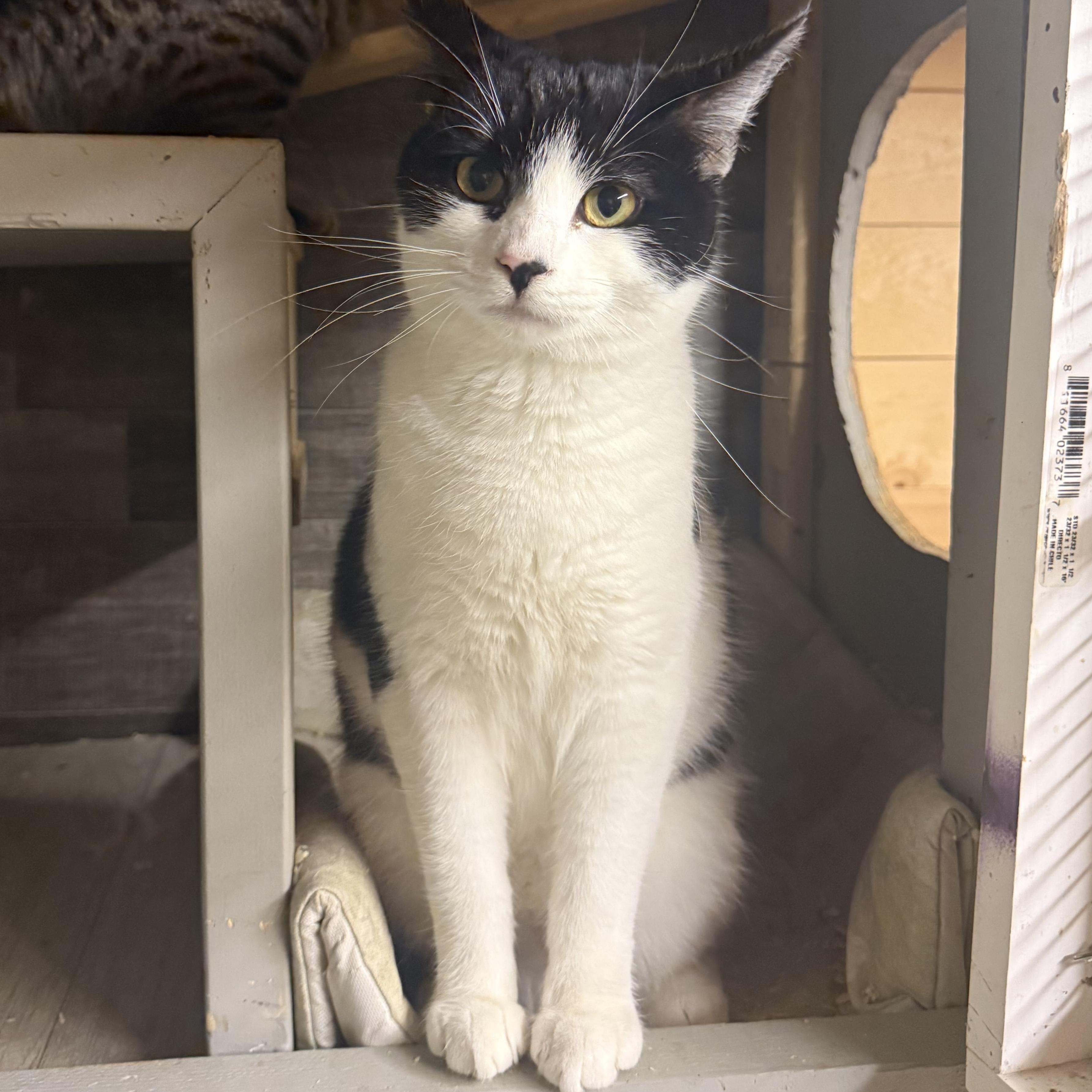Enlarge Guinea , a ADOPTABLE Domestic Short Hair in Dunnigan, CA image 1/2