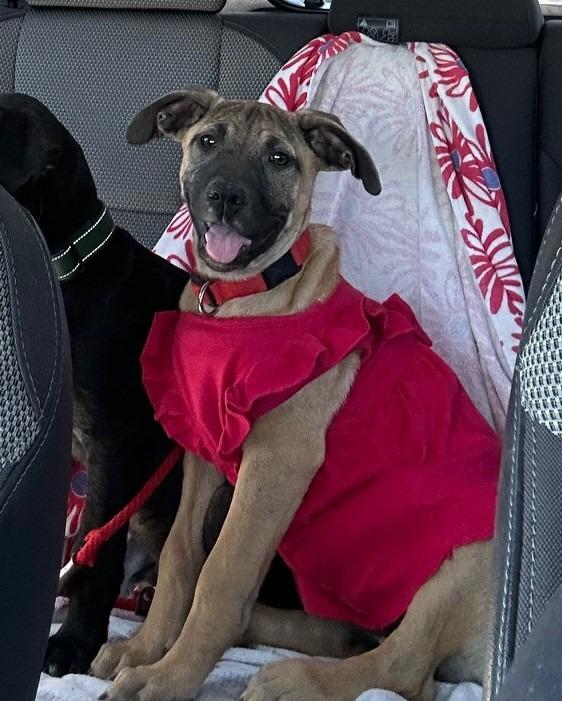 Mari, Adoptable, Puppy Female Shepherd & Pit Bull Terrier.
