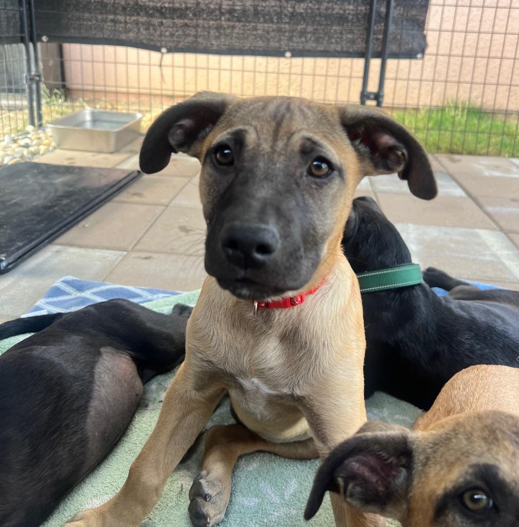 Enlarge Mari, a Adoptable mixed breed in Lemoore, CA image 2/3