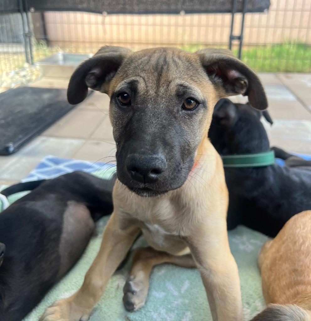 Enlarge Mari, a Adoptable mixed breed in Lemoore, CA image 3/3