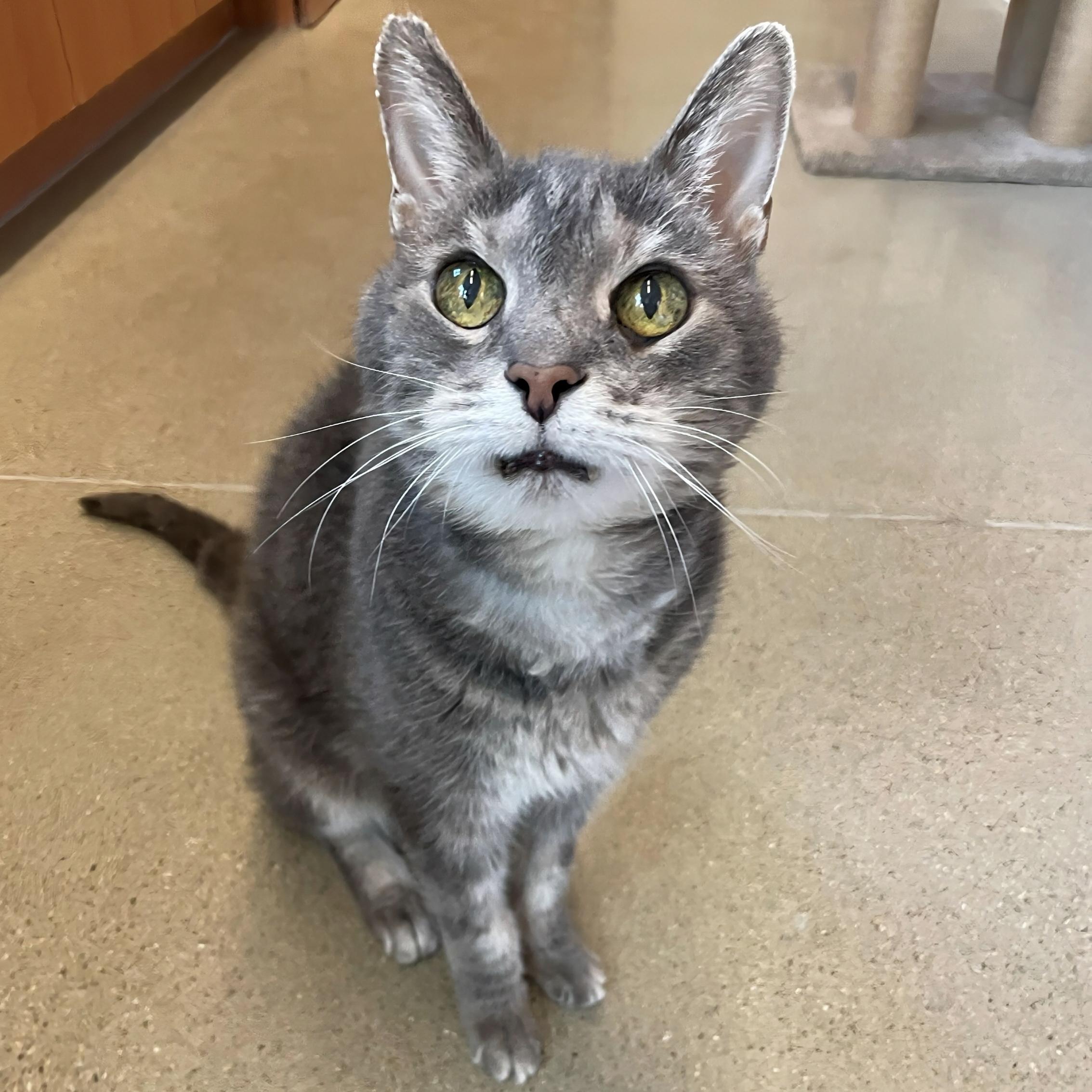 Enlarge Oliver, an adopted Domestic Short Hair in Rochester, MN image 1/2