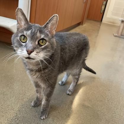 Enlarge Oliver, an adopted Domestic Short Hair in Rochester, MN image 2/2