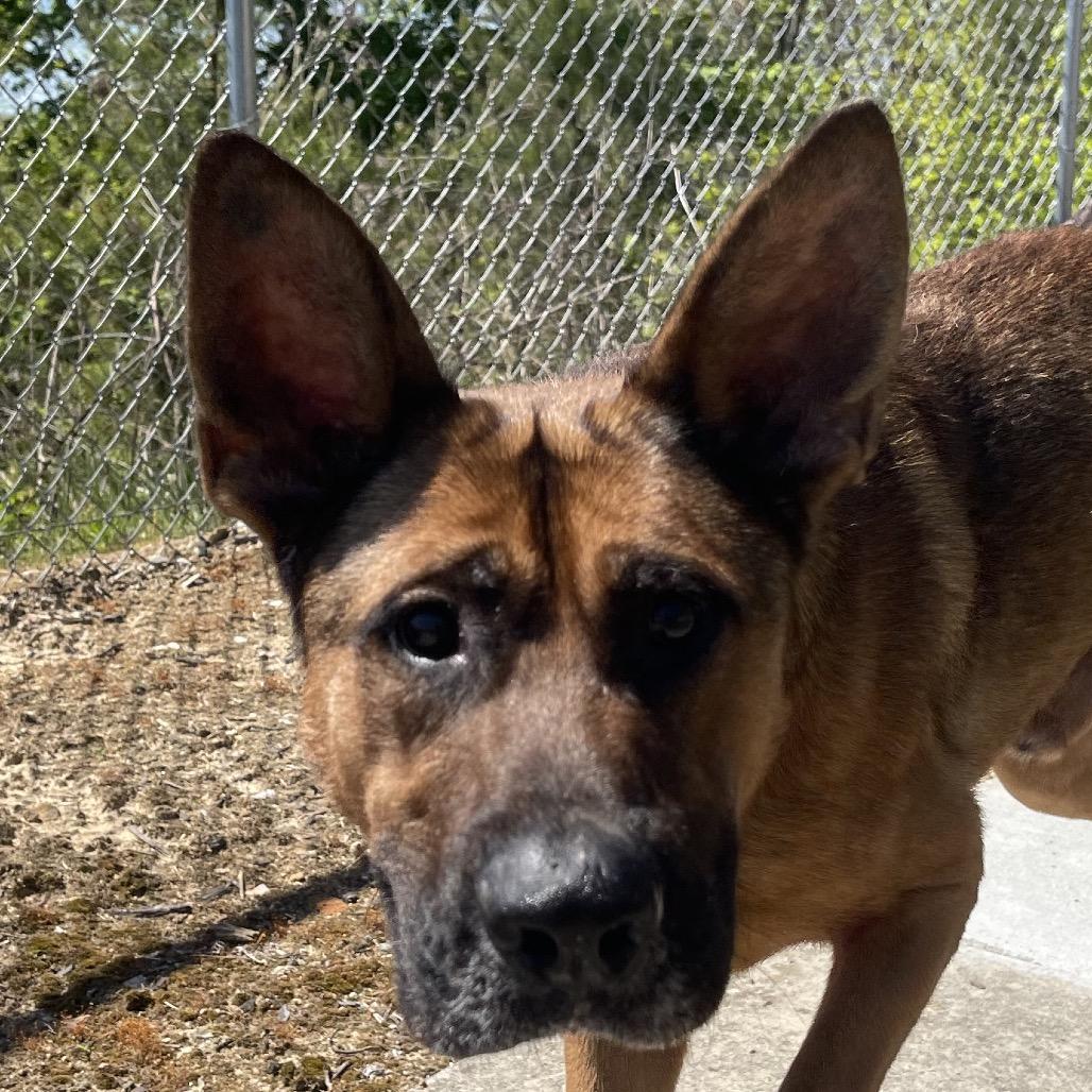 Cinnamon Bun, Adoptable, Young Male German Shepherd Dog.
