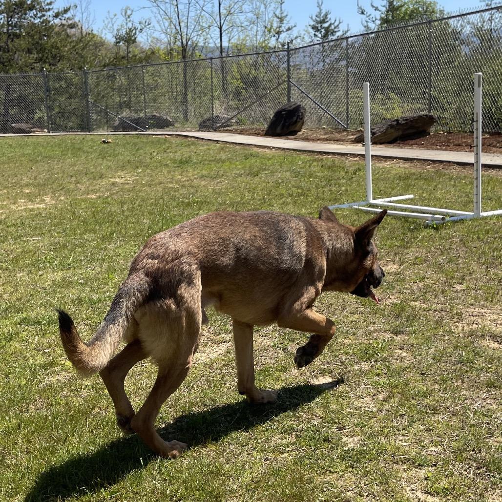 Enlarge Cinnamon Bun, a Adoptable German Shepherd Dog in Blairsville, GA image 2/6