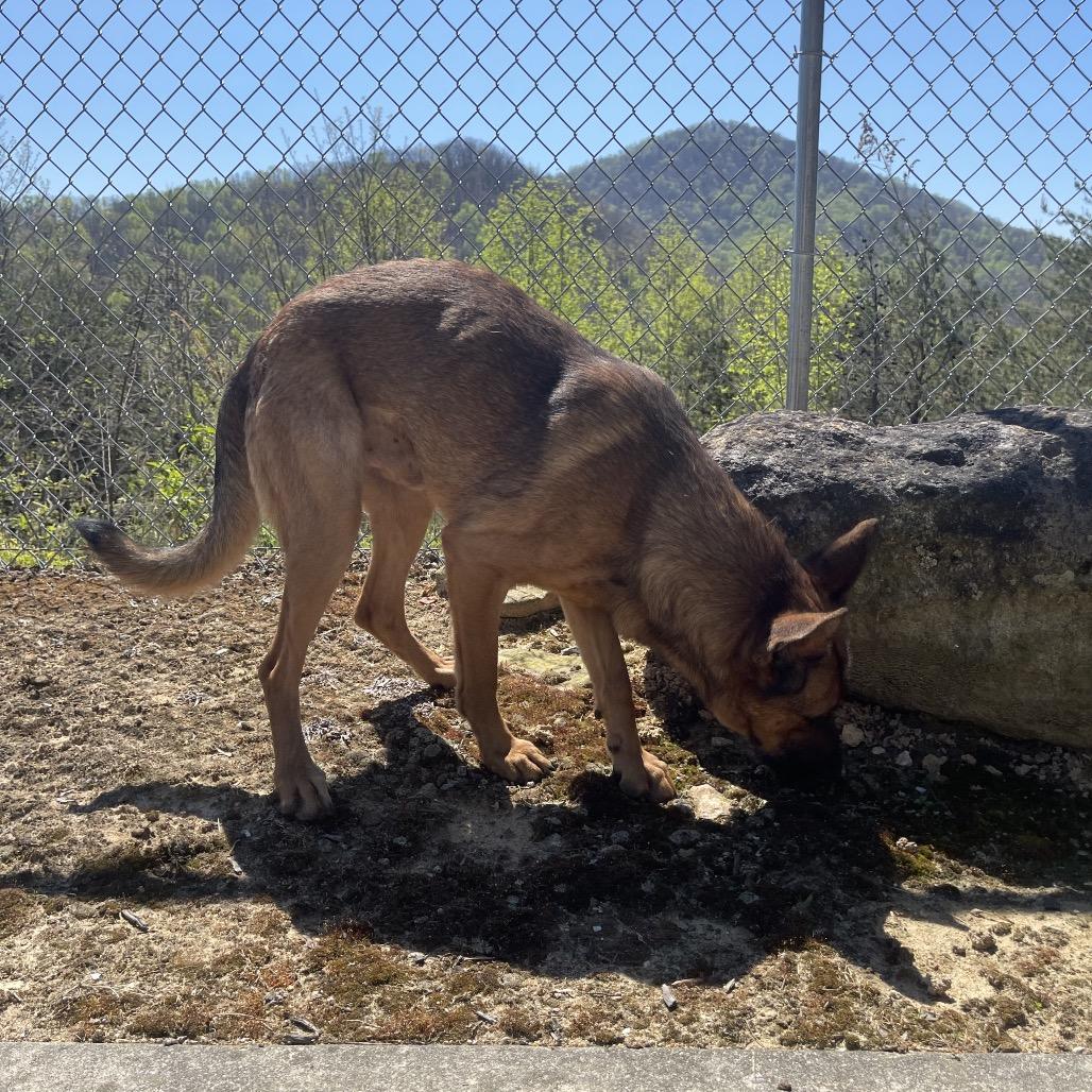 Enlarge Cinnamon Bun, a Adoptable German Shepherd Dog in Blairsville, GA image 3/6