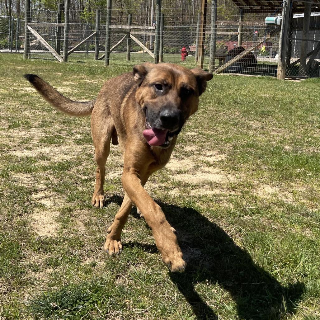 Enlarge Cinnamon Bun, a Adoptable German Shepherd Dog in Blairsville, GA image 4/6