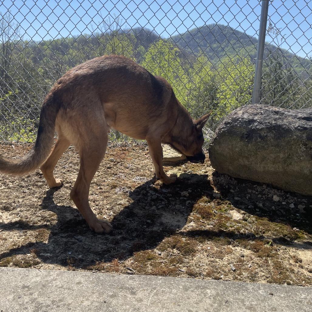 Enlarge Cinnamon Bun, a Adoptable German Shepherd Dog in Blairsville, GA image 5/6