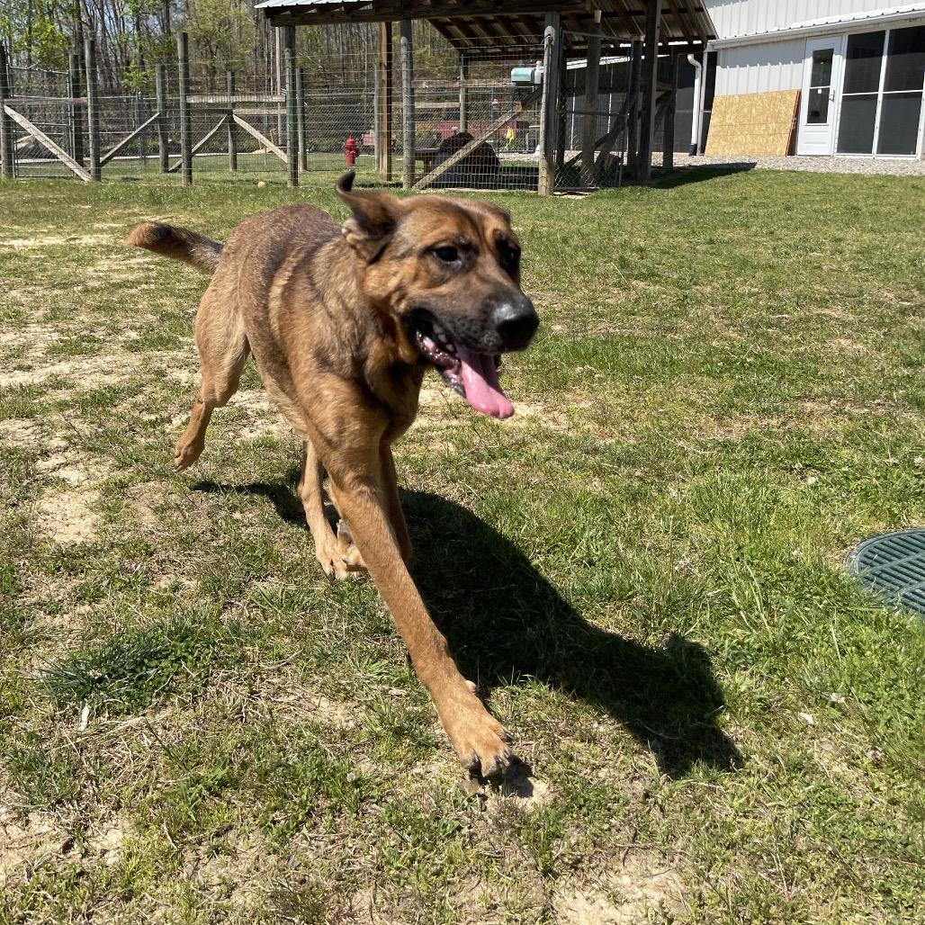 Enlarge Cinnamon Bun, a Adoptable German Shepherd Dog in Blairsville, GA image 6/6