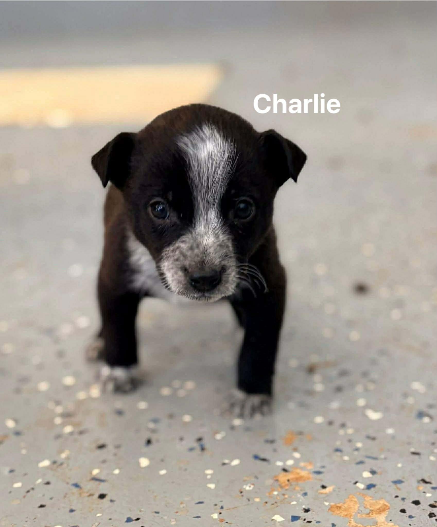 Charlie, a Adoptable mixed breed in Smithfield, RI image 2/2