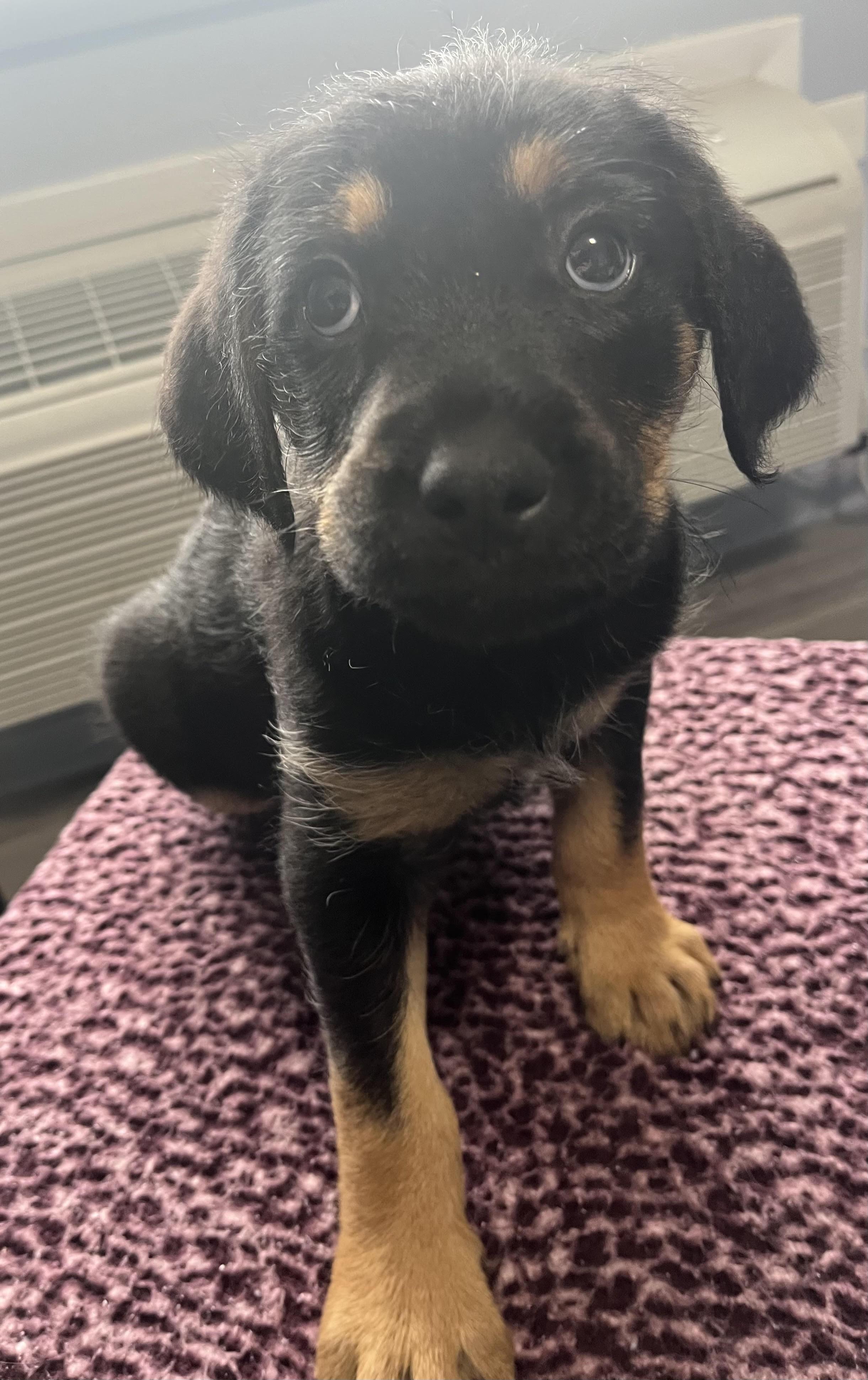Boba, adopted, Young Male Poodle & Mixed Breed.