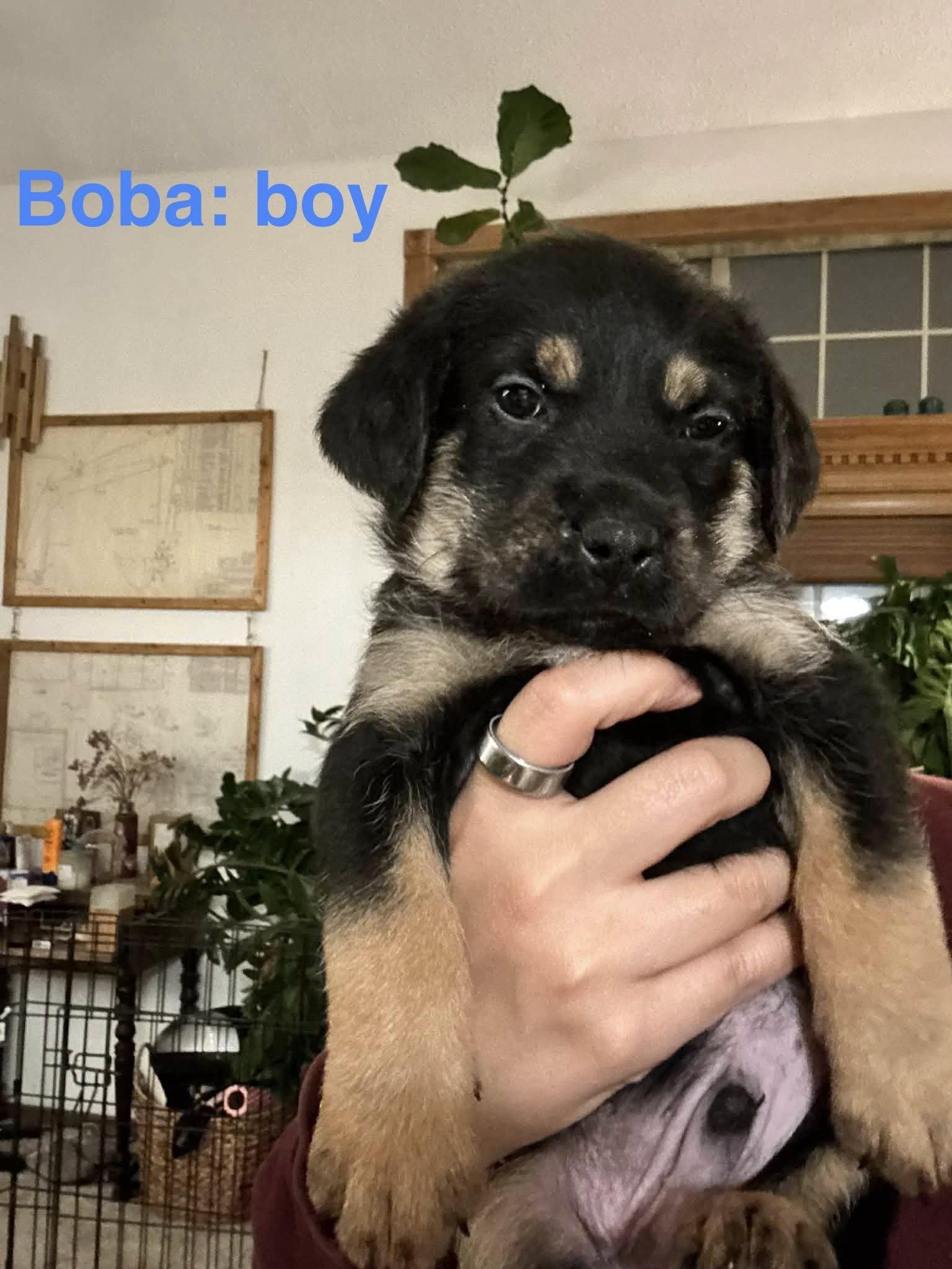 Boba, an adopted mixed breed in Palatine, IL image 2/2