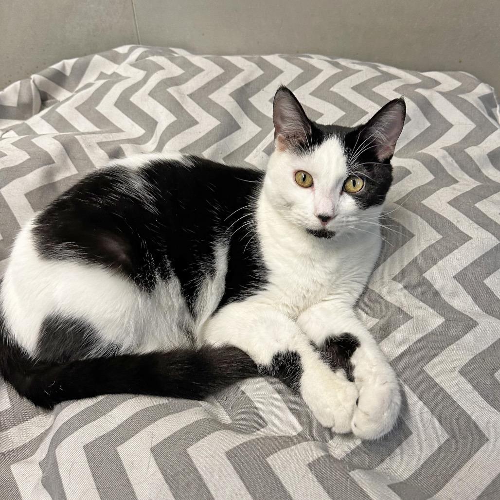 Sadie, Adoptable, Young Female Domestic Short Hair.