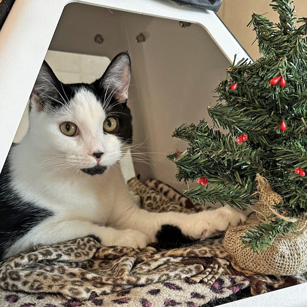 Enlarge Sadie, a Adoptable Domestic Short Hair in Hailey, ID image 4/6