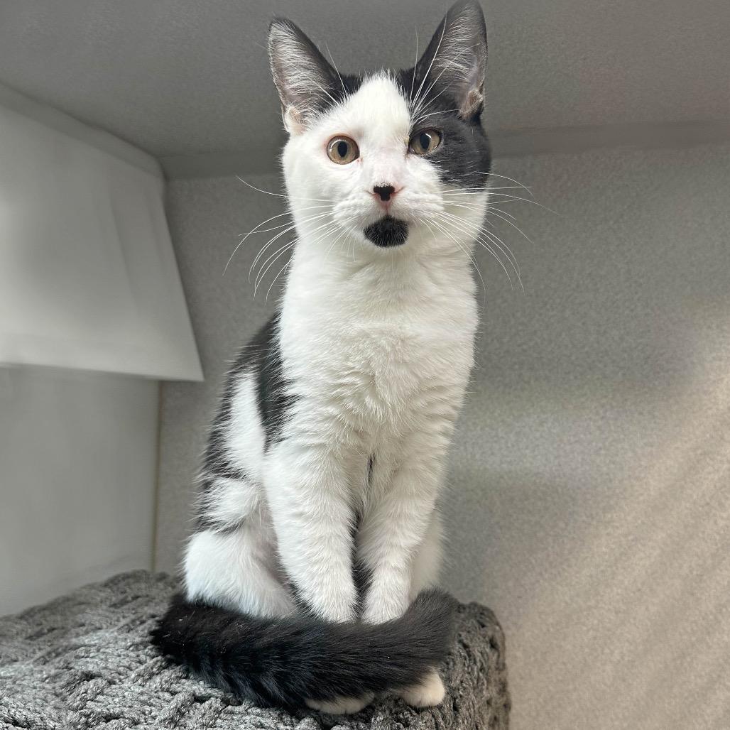 Sadie, a Adoptable Domestic Short Hair in Hailey, ID image 4/4