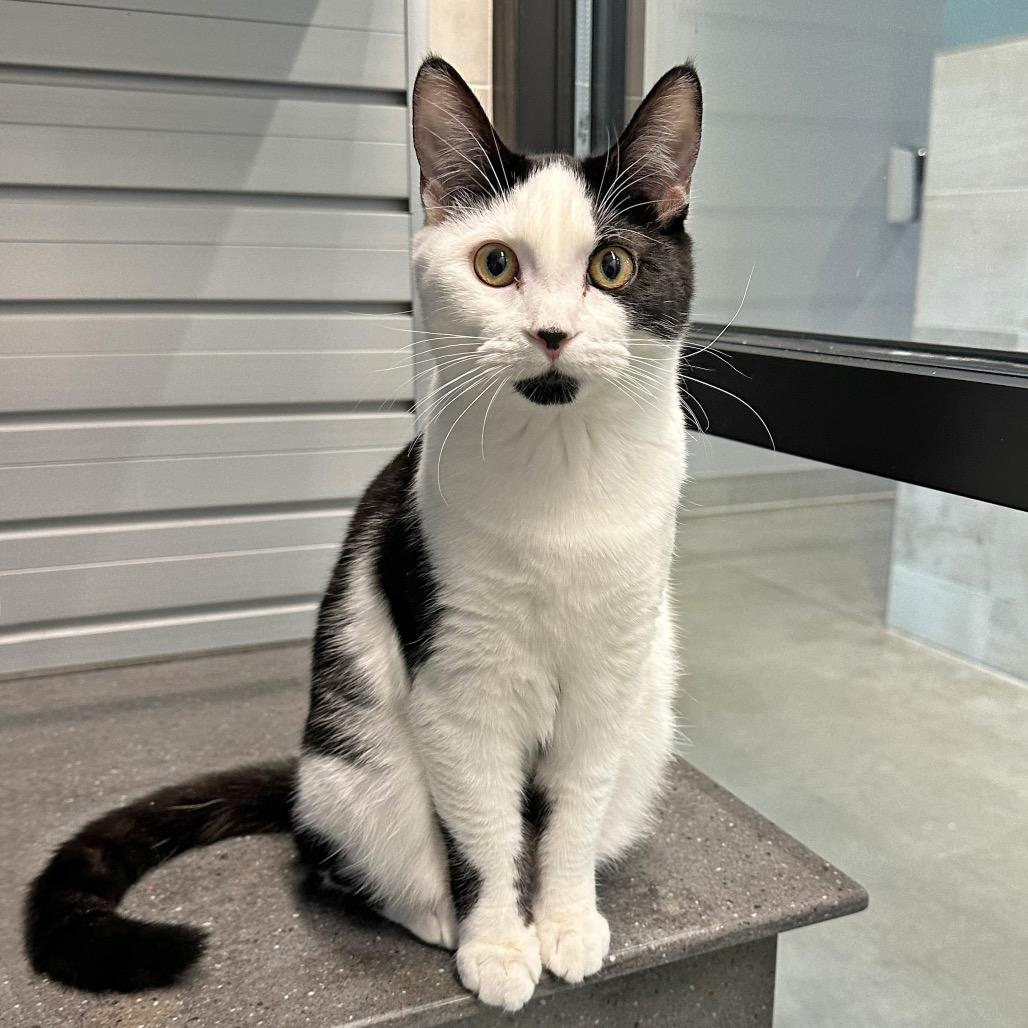 Enlarge Sadie, a Adoptable Domestic Short Hair in Hailey, ID image 5/6