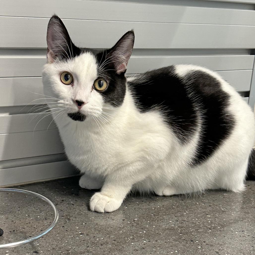 Enlarge Sadie, a Adoptable Domestic Short Hair in Hailey, ID image 6/6