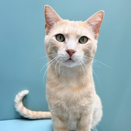 Crispin, a ADOPTABLE Domestic Short Hair in Santa Cruz, CA image 1/4