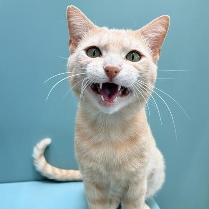 Crispin, a ADOPTABLE Domestic Short Hair in Santa Cruz, CA image 3/4