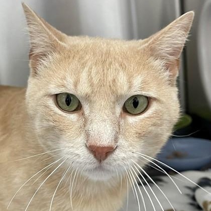 Crispin, a ADOPTABLE Domestic Short Hair in Santa Cruz, CA image 2/4