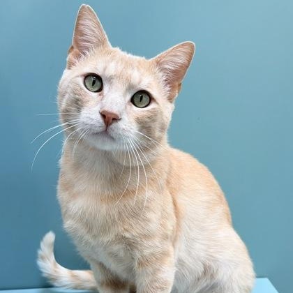 Crispin, a ADOPTABLE Domestic Short Hair in Santa Cruz, CA image 4/4