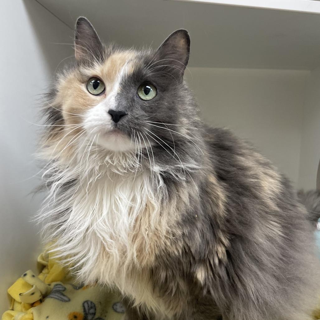 Ashen — thumbnail 2