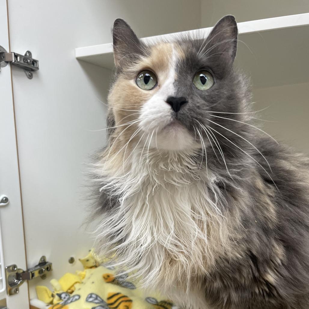 Ashen — thumbnail 3