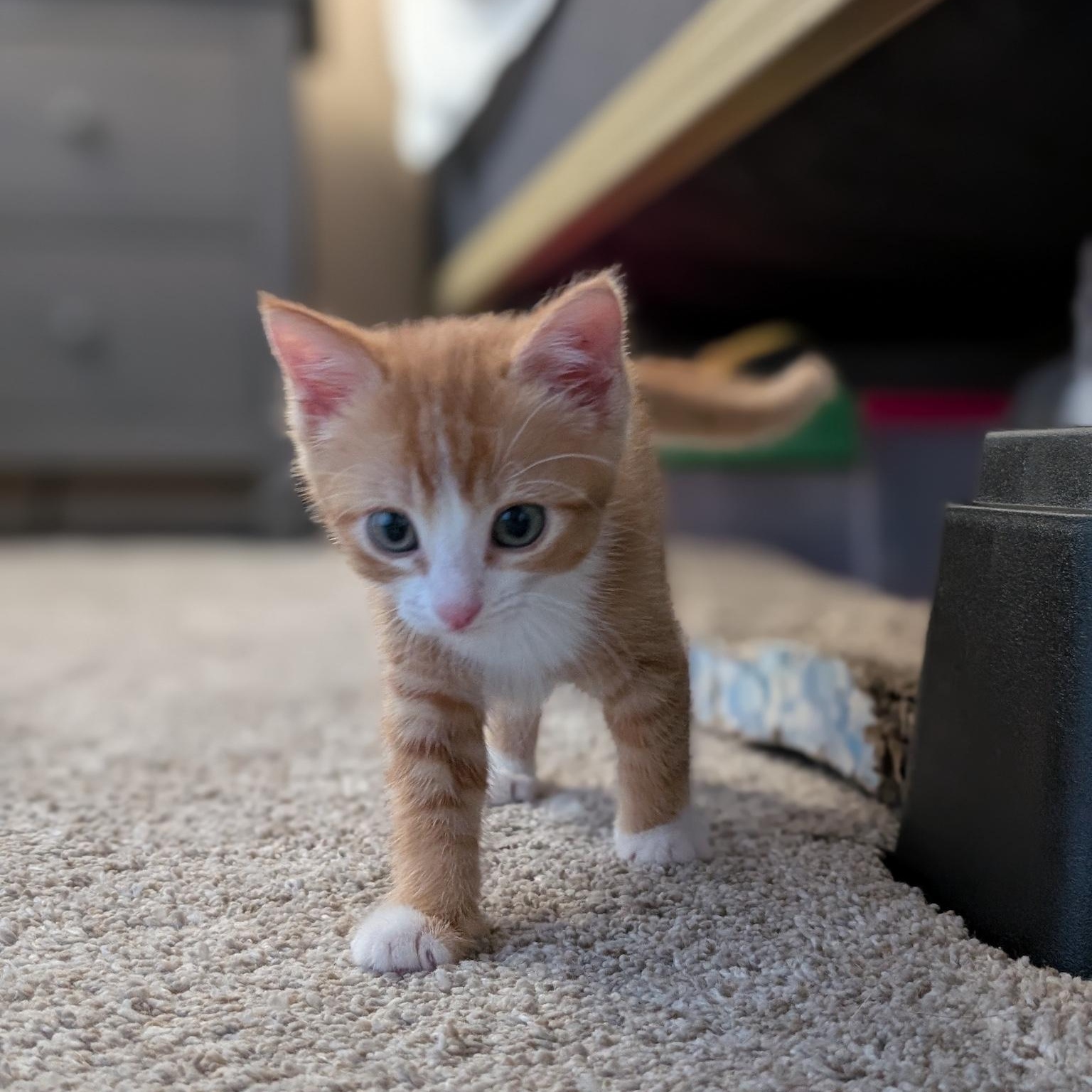 Chance, a ADOPTABLE Domestic Short Hair in Denver, CO image 6/6