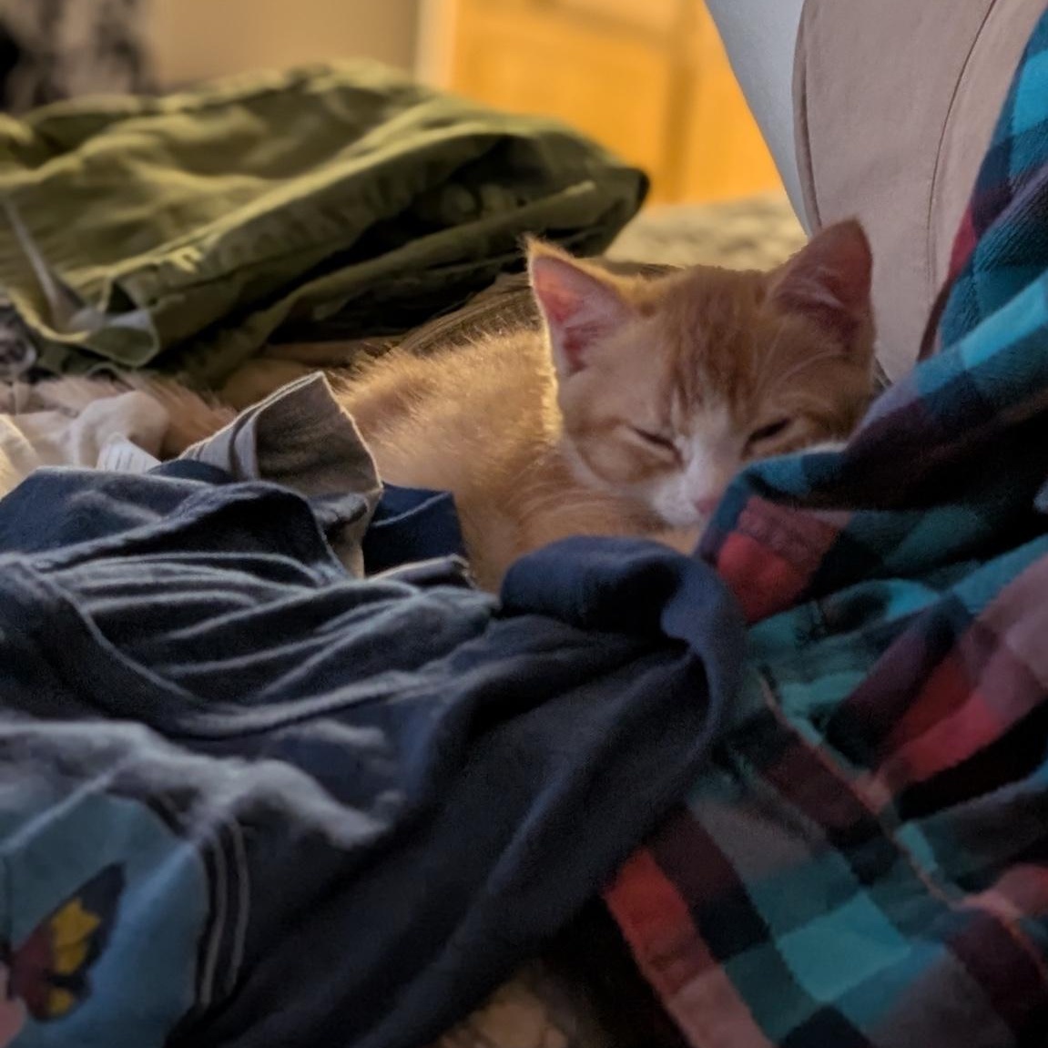 Chance, a ADOPTABLE Domestic Short Hair in Denver, CO image 4/6