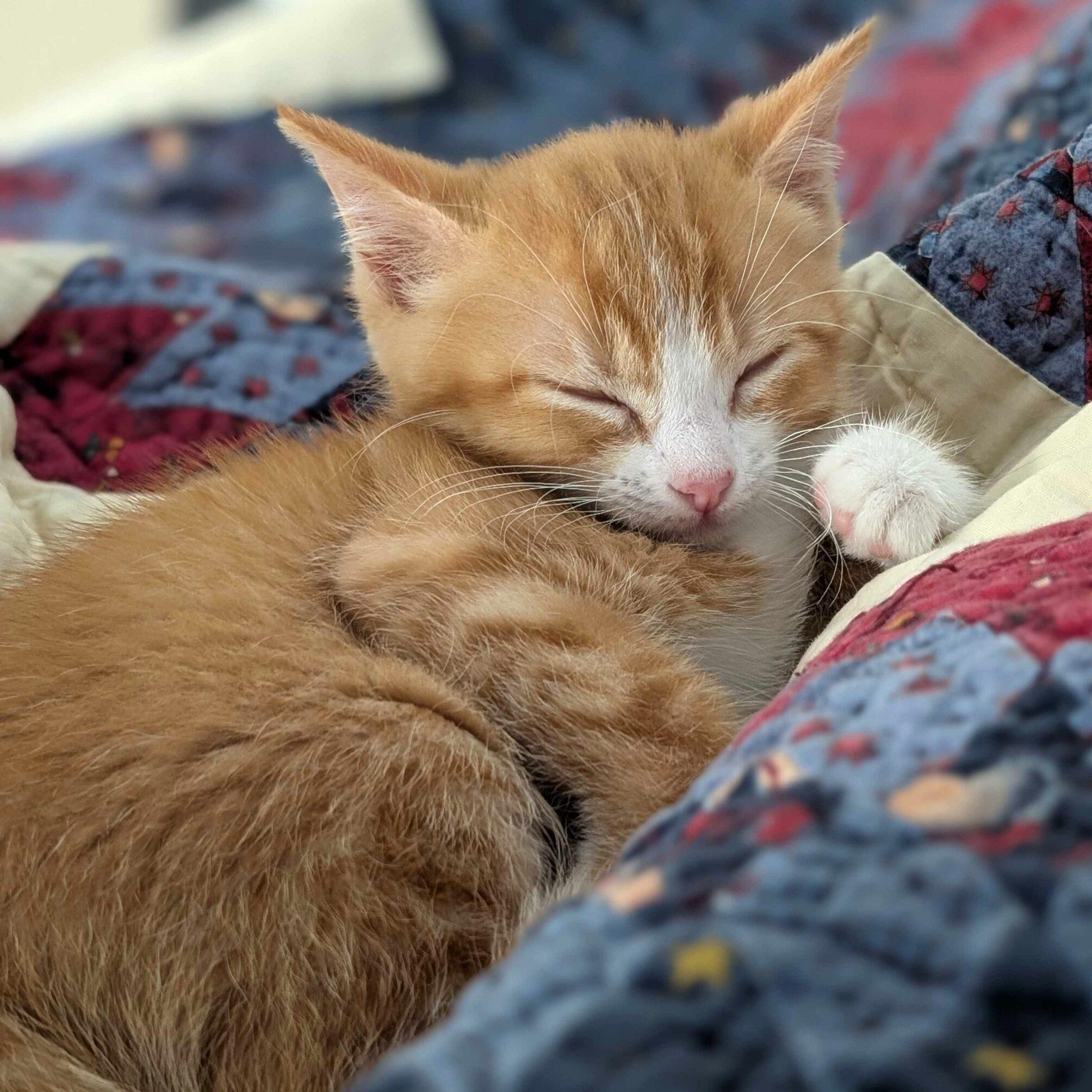 Chance, a ADOPTABLE Domestic Short Hair in Denver, CO image 2/6
