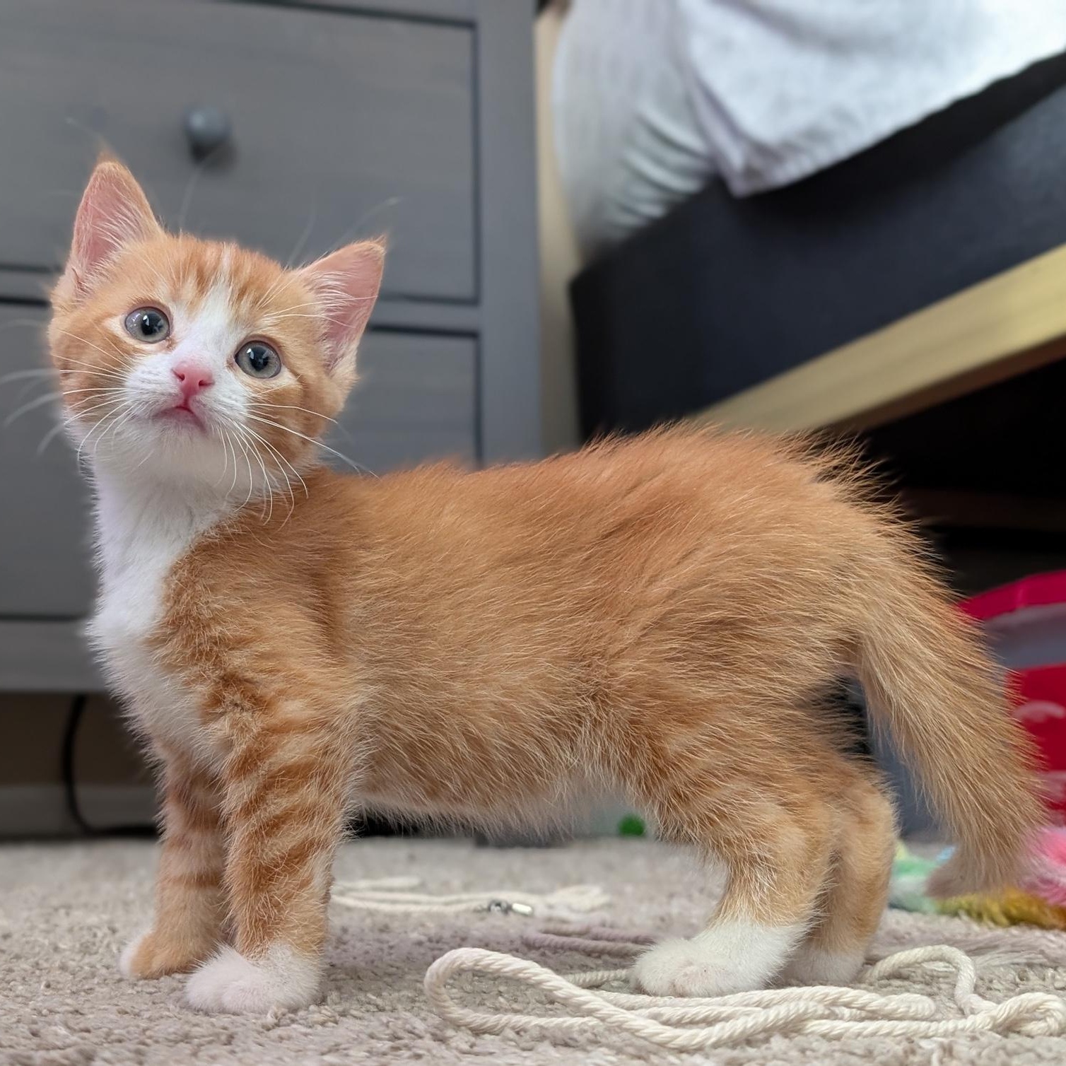 Chance, ADOPTABLE, Kitten Male Domestic Short Hair.