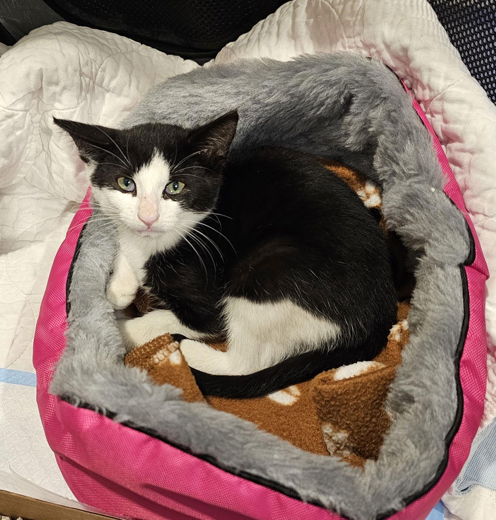 Enlarge Spicey, a Adoptable mixed breed in Chester, NJ image 1/3