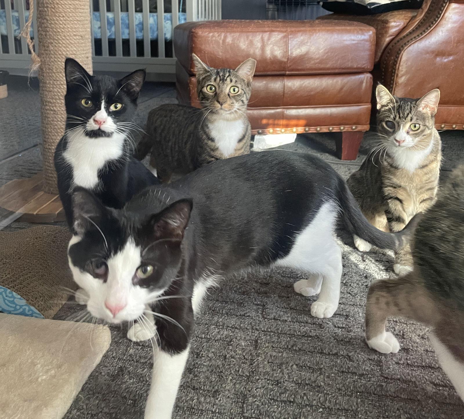 Spicey, Adoptable, Young Male Tuxedo & Domestic Short Hair.