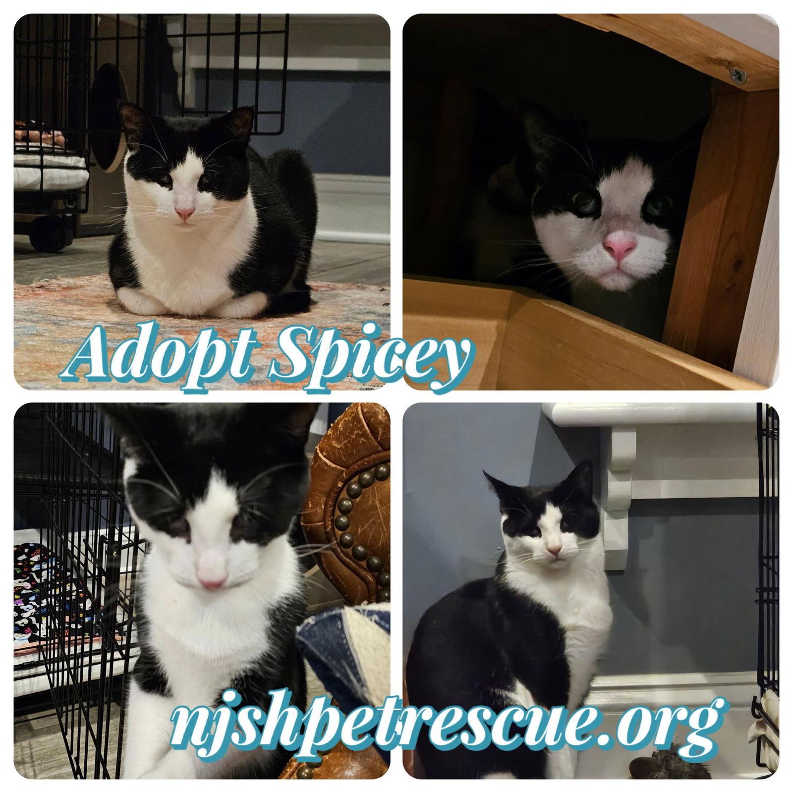 Enlarge Spicey, a Adoptable mixed breed in Chester, NJ image 2/3