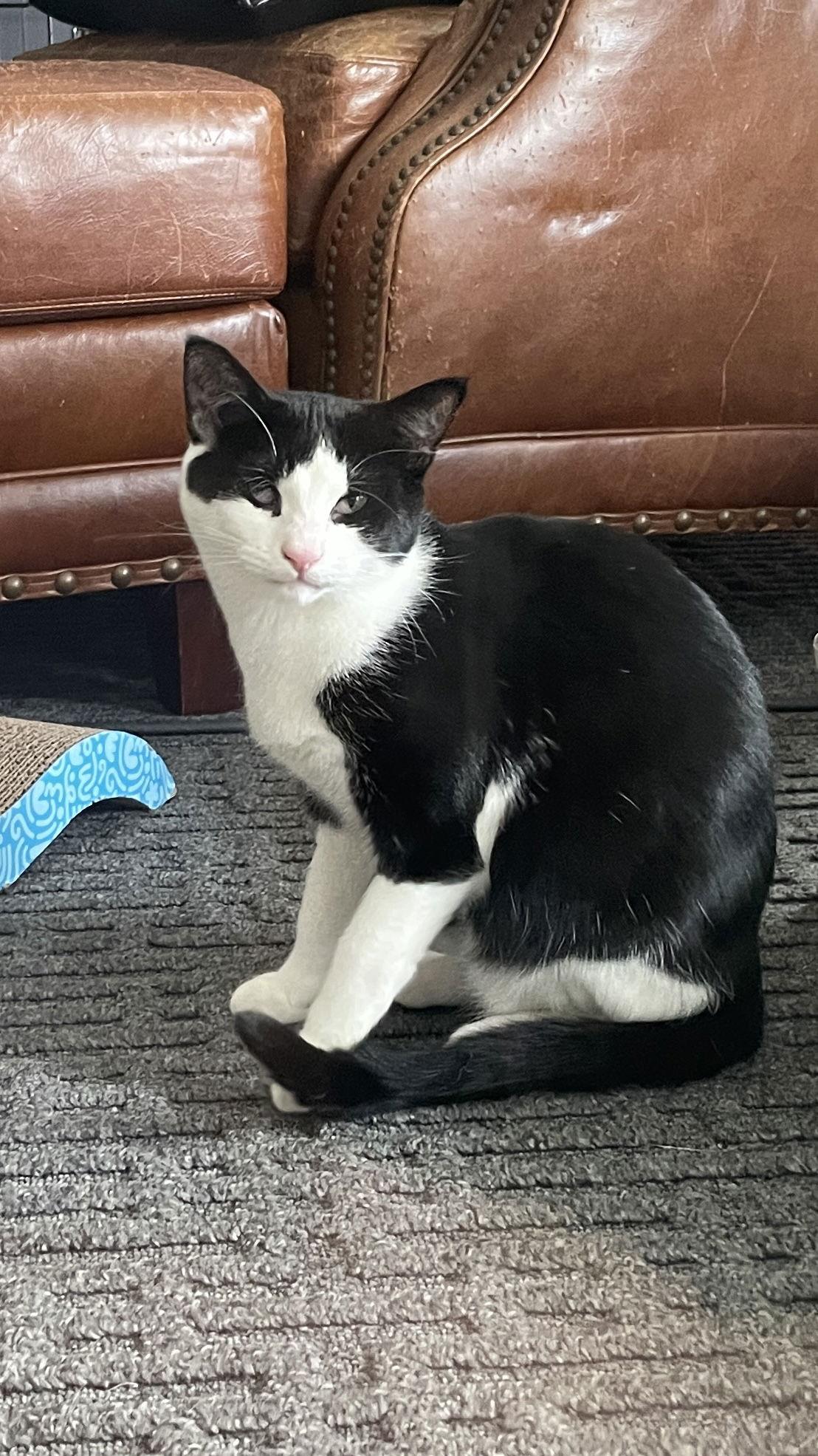 Enlarge Spicey, a Adoptable mixed breed in Chester, NJ image 3/3