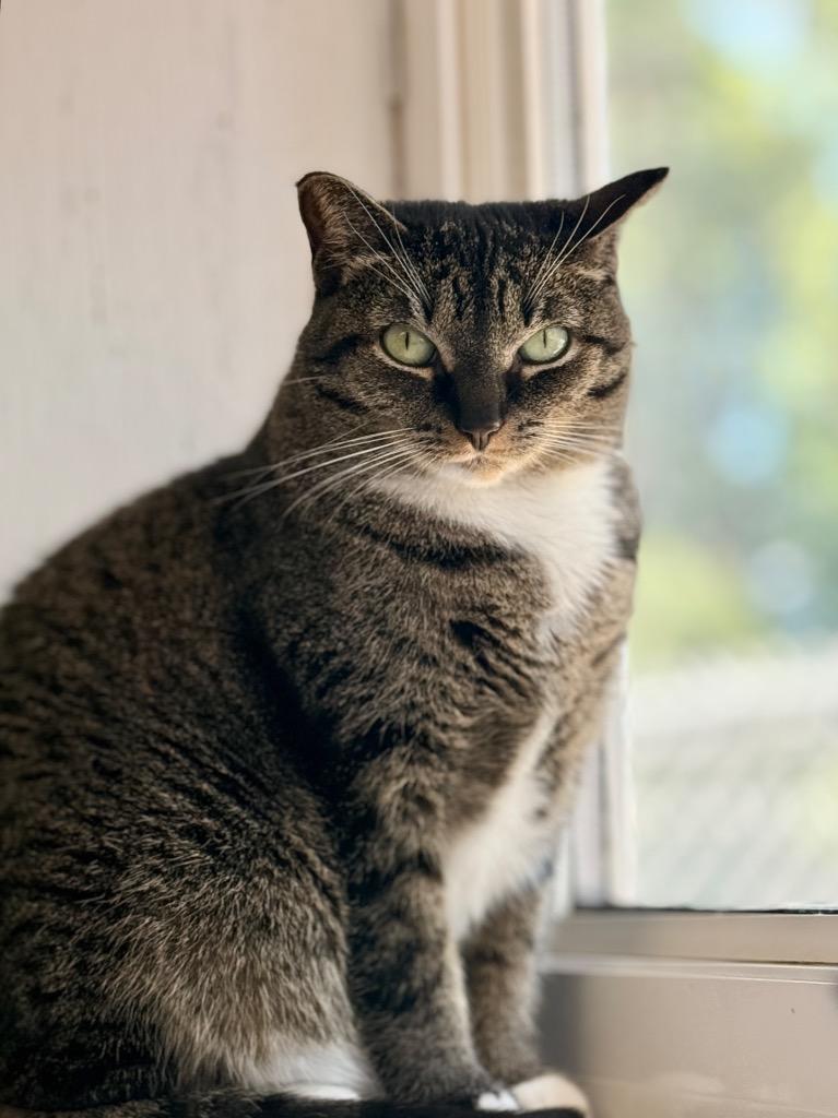 Tilly, Adopted, Adult Female Domestic Short Hair.