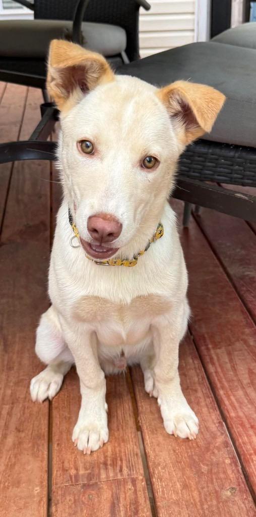 Chief, Adoptable, Puppy Male Yellow Labrador Retriever.