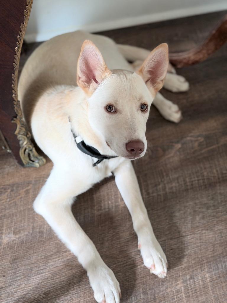 Chief, Adoptable, Puppy Male Yellow Labrador Retriever & Shepherd.