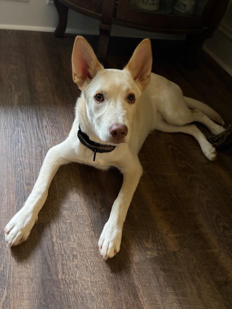 Enlarge Chief, a Adoptable mixed breed in Newnan, GA image 5/5