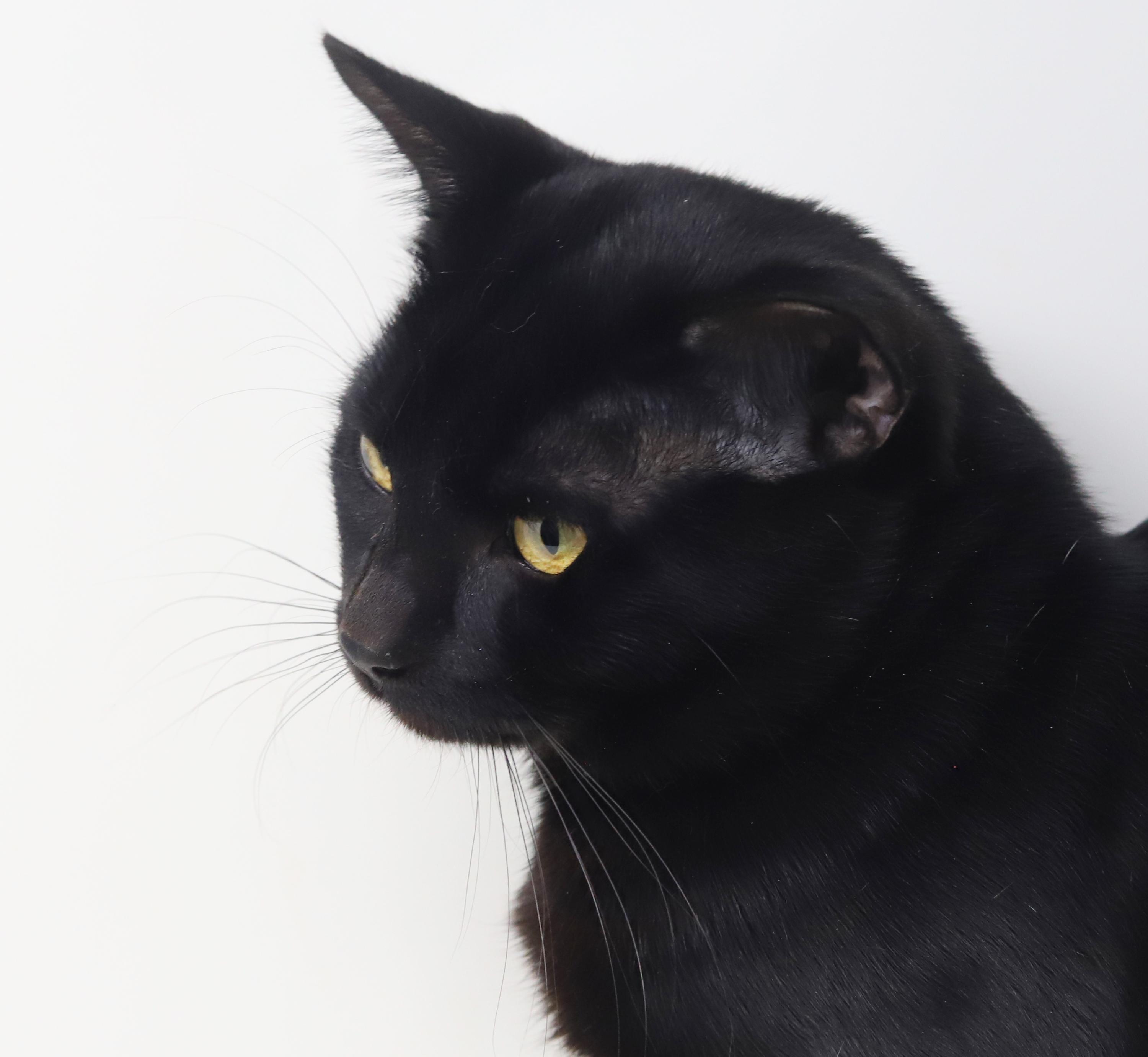 Enlarge Heckle is heaven in HUGE CHONKY package!  WHAT A THERAPY LOVER - 15lbs of snuggles, a ADOPTABLE Bombay in Bedford Hills, NY image 6/6