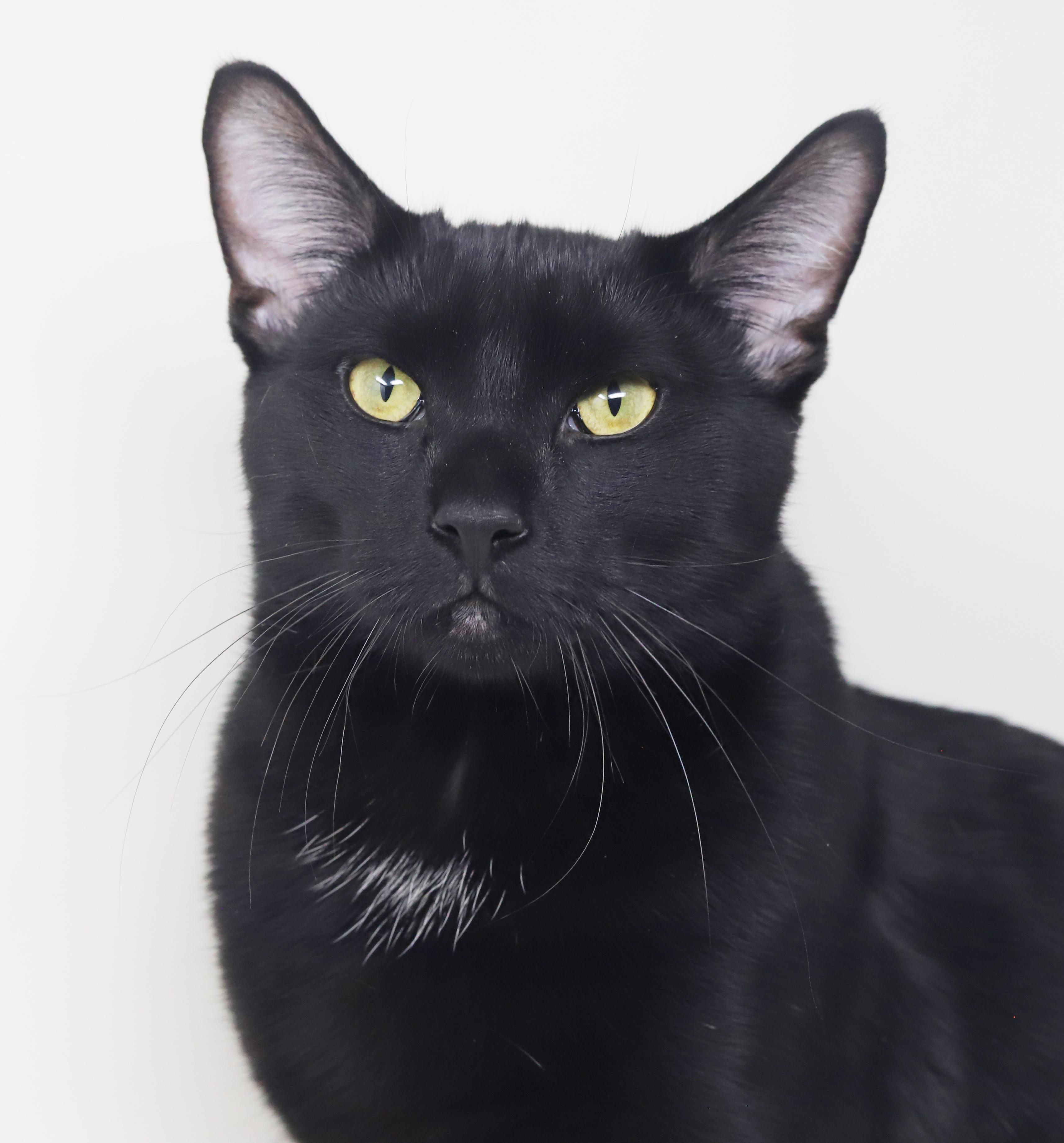 Enlarge Heckle is heaven in HUGE CHONKY package!  WHAT A THERAPY LOVER - 15lbs of snuggles, a ADOPTABLE Bombay in Bedford Hills, NY image 1/6