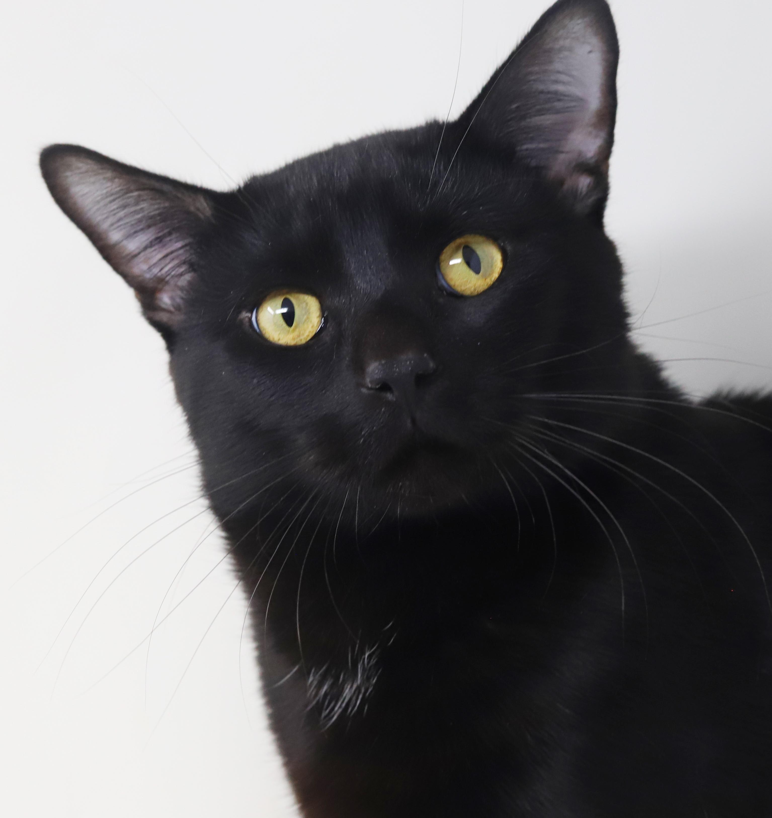 Enlarge Heckle is heaven in HUGE CHONKY package!  WHAT A THERAPY LOVER - 15lbs of snuggles, a ADOPTABLE Bombay in Bedford Hills, NY image 5/6