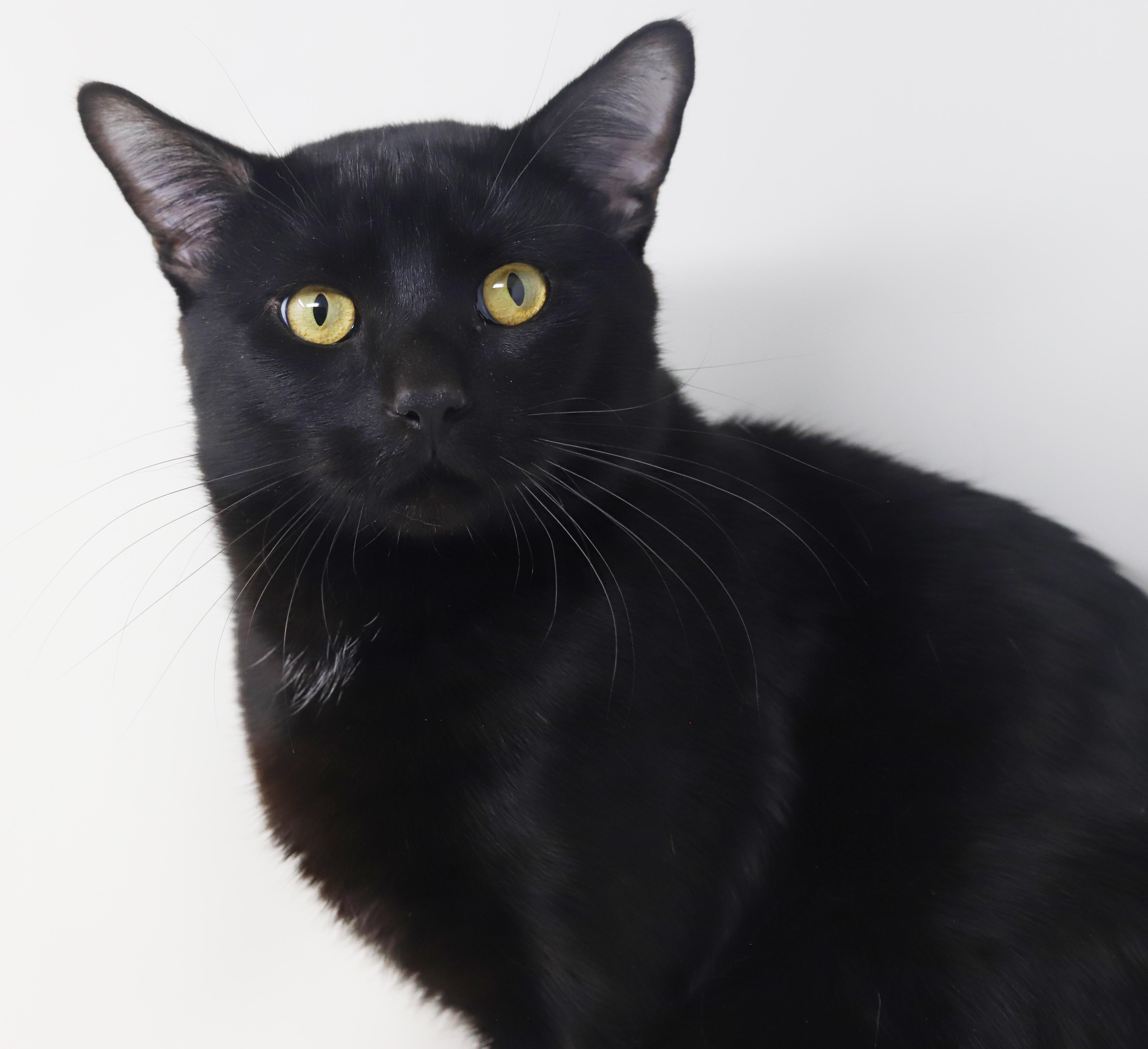 Enlarge Heckle is heaven in HUGE CHONKY package!  WHAT A THERAPY LOVER - 15lbs of snuggles, a ADOPTABLE Bombay in Bedford Hills, NY image 3/6