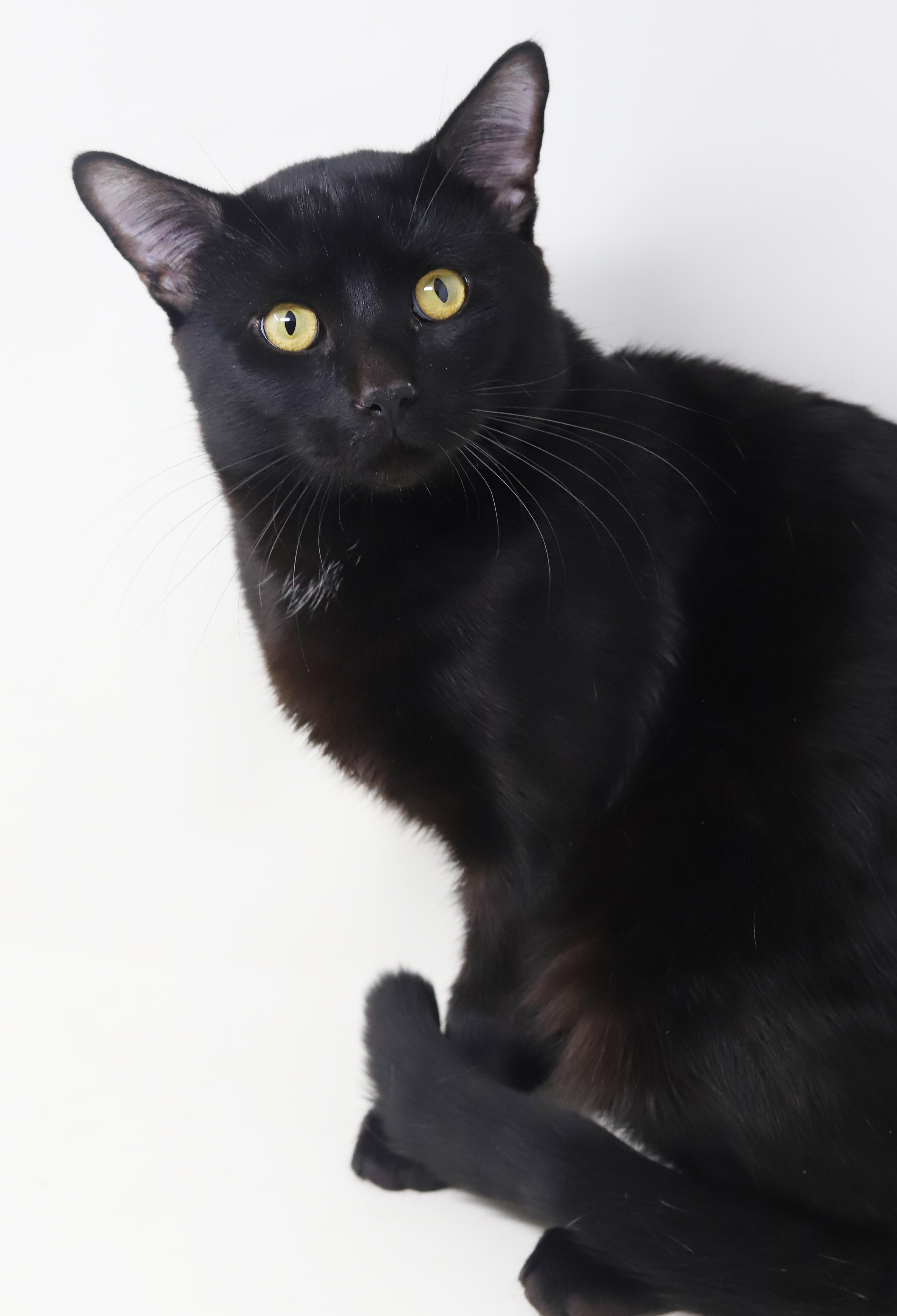 Enlarge Heckle is heaven in HUGE CHONKY package!  WHAT A THERAPY LOVER - 15lbs of snuggles, a ADOPTABLE Bombay in Bedford Hills, NY image 2/6