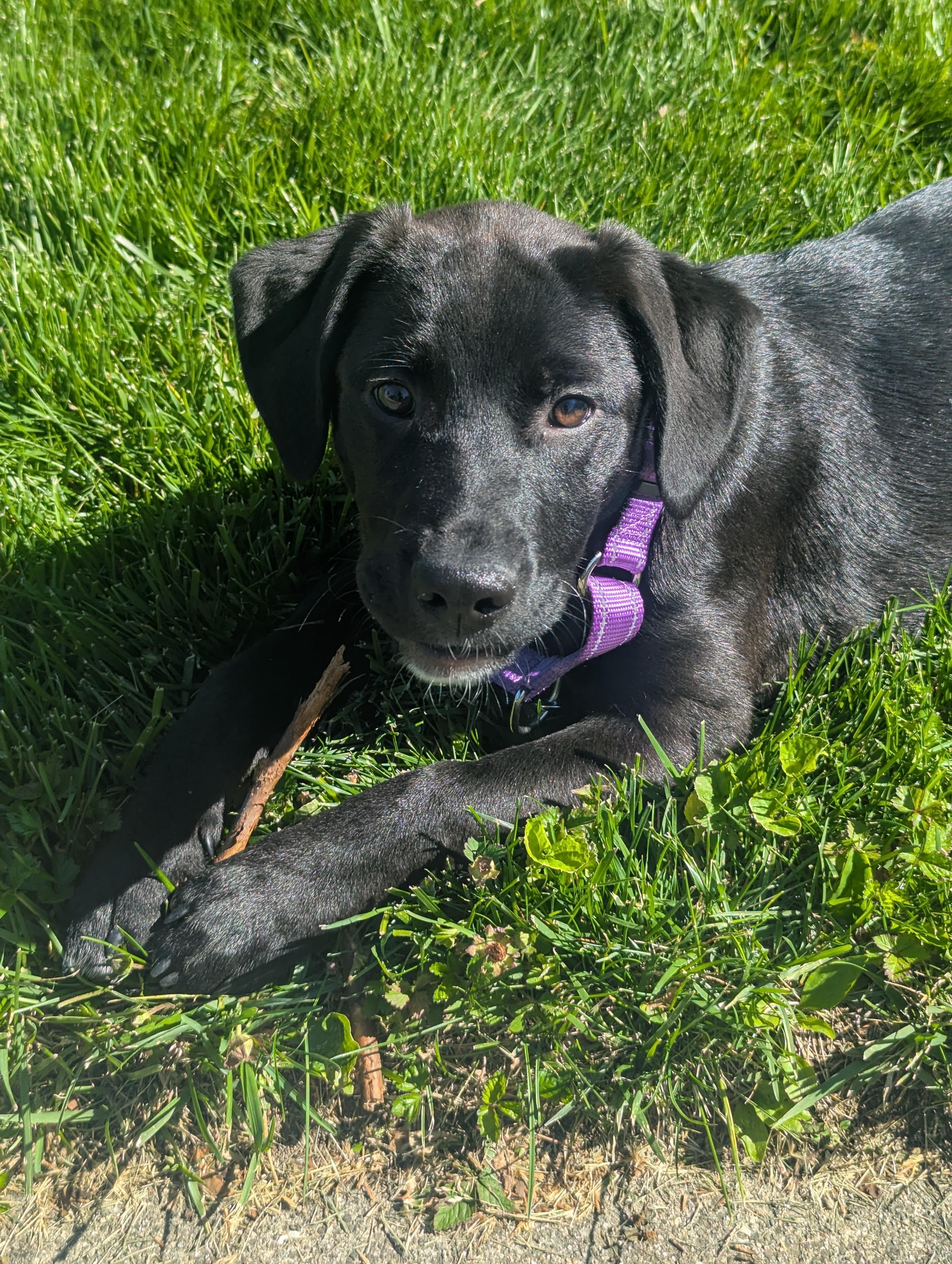 Enlarge Cara, a Adoptable Labrador Retriever in Indianapolis, IN image 3/3