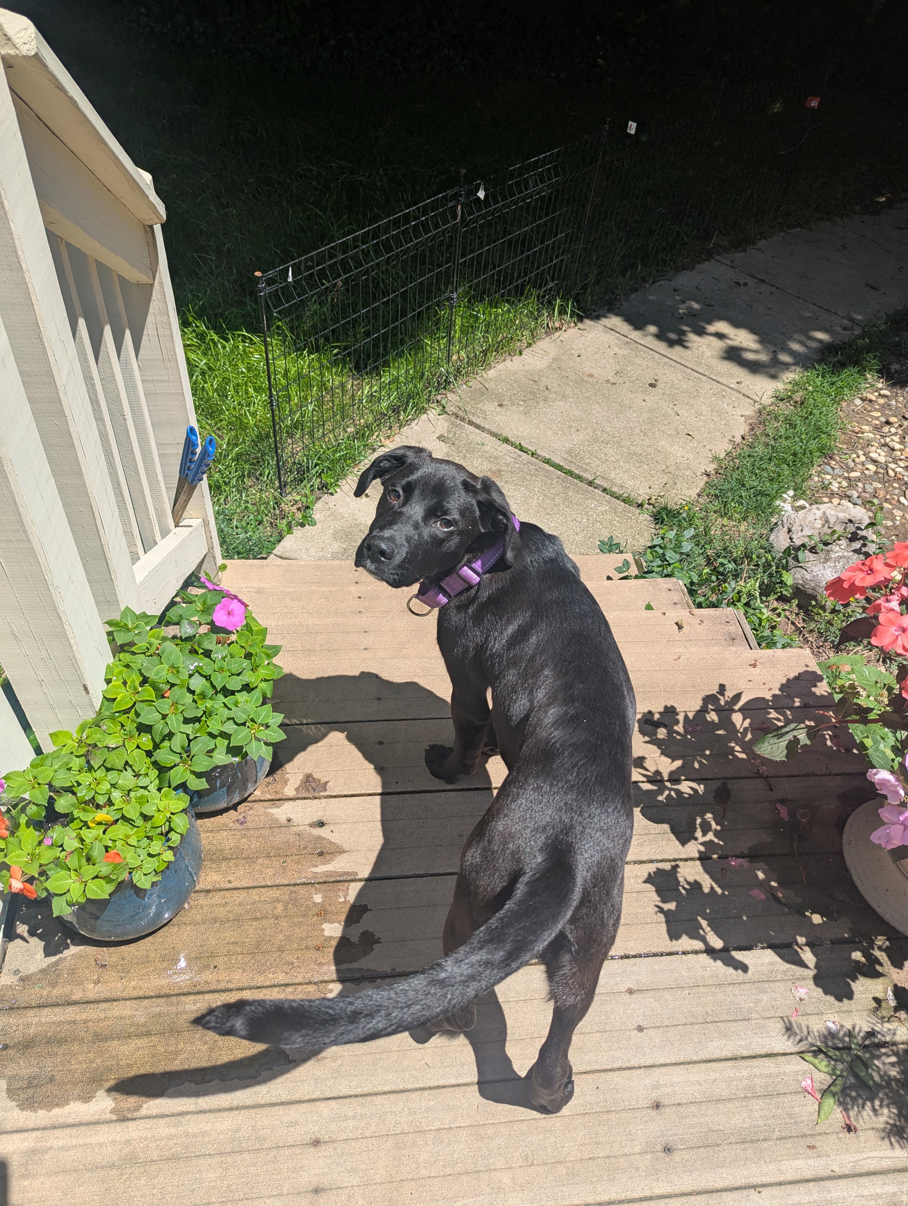 Enlarge Cara, a Adoptable Labrador Retriever in Indianapolis, IN image 5/6