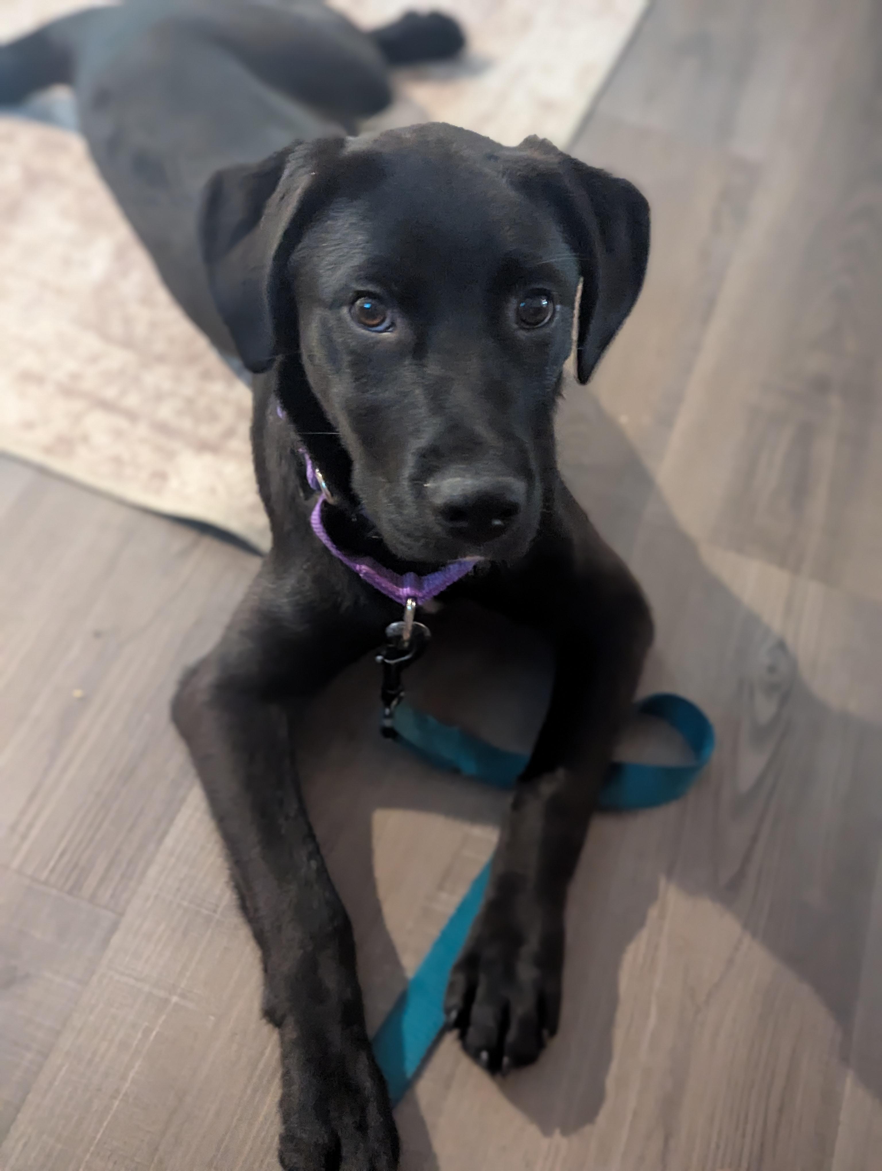 Enlarge Cara, a Adoptable Labrador Retriever in Indianapolis, IN image 6/6