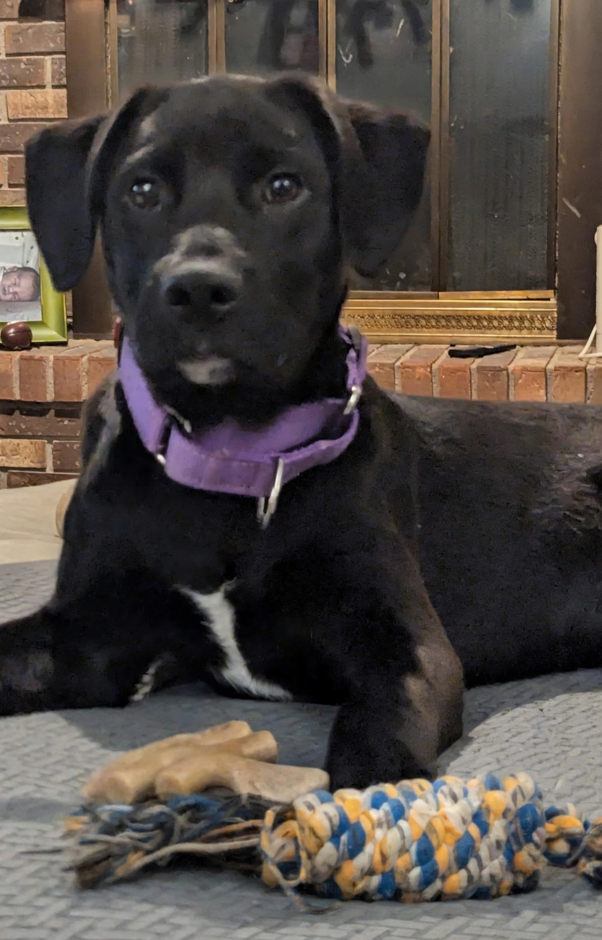 Cara, Adoptable, Puppy Female Labrador Retriever.